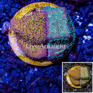 LiveAquaria® Cultured Leptoseris Coral