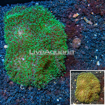 Rhodactis Mushroom Rock Indonesia 