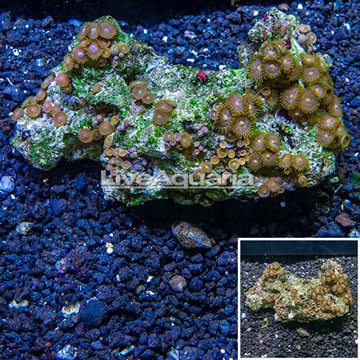 Zoanthus Coral Vietnam