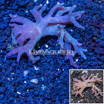 Sinularia Leather Coral Indonesia