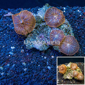 Rhodactis Mushroom Rock Australia