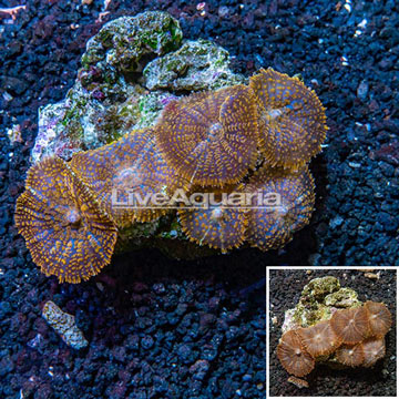 Rhodactis Mushroom Rock Vietnam