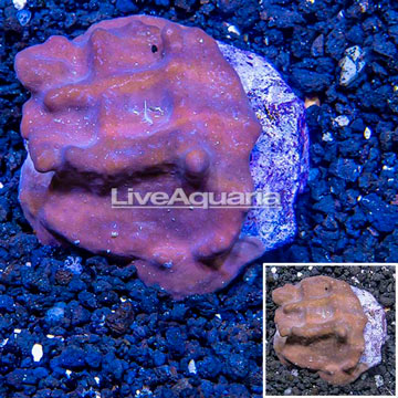 Blue Ridge Coral Indonesia
