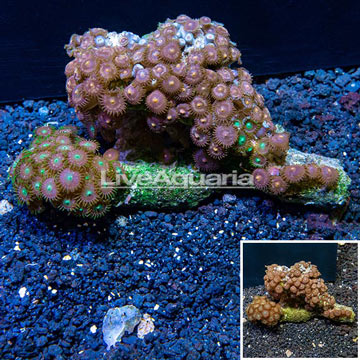 Zoanthus Coral Vietnam 