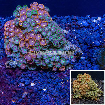 Zoanthus Coral Vietnam 