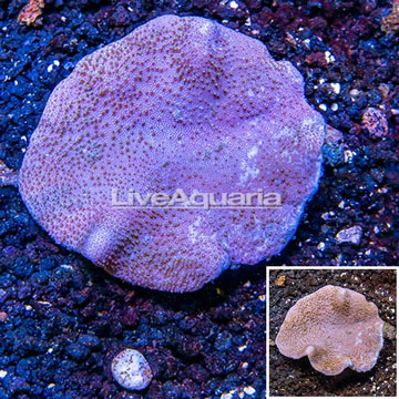 Toadstool Mushroom Leather Coral Vietnam