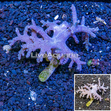 Sinularia Finger Leather Coral Vietnam