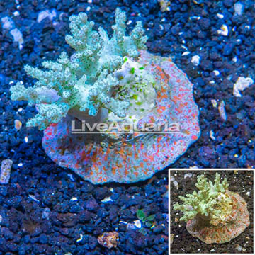 Sinularia Leather Coral Indonesia