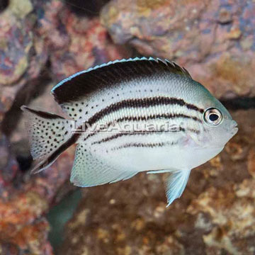 Lamarck Angelfish