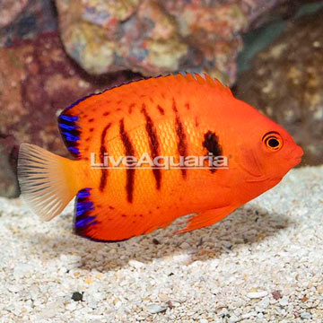 Flame Angelfish