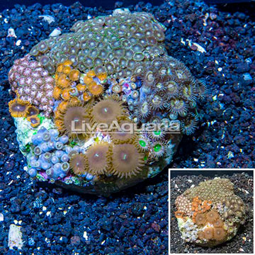 Zoanthus Coral Indonesia