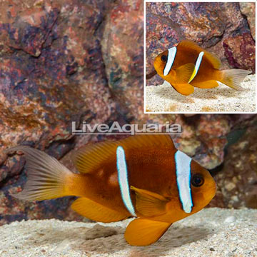 Two Banded Clownfish