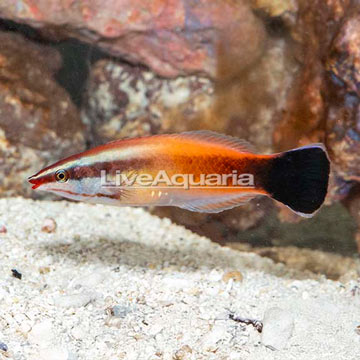 Red lip Cleaner Wrasse