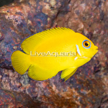 Lemon Peel Angelfish