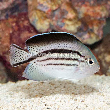 Lamarck Angelfish