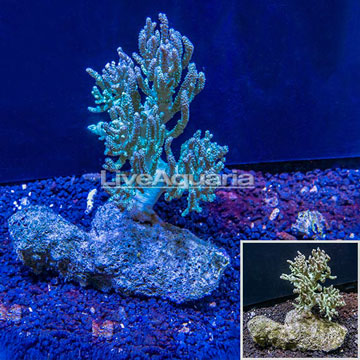 Sinularia Leather Coral Australiaa