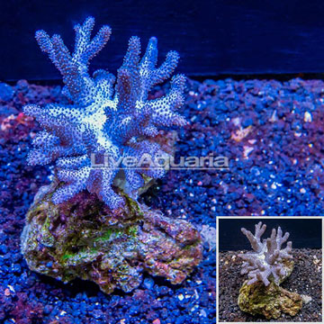 Sinularia Leather Coral Vietnam