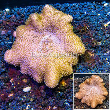 Yellow Leather Coral Vietnam