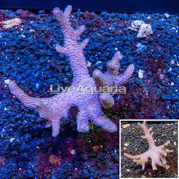 Sinularia Leather Coral Vietnam