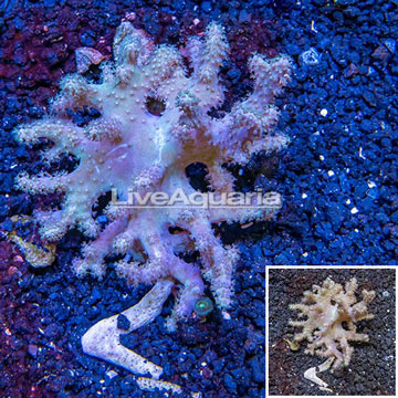 Sinularia Leather Coral Vietnam