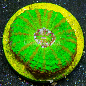 Aussie Mini Scolymia Coral