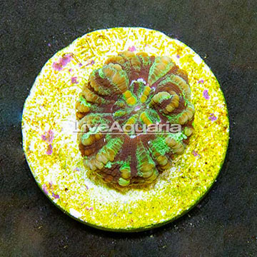 Aussie Mini Scolymia Coral