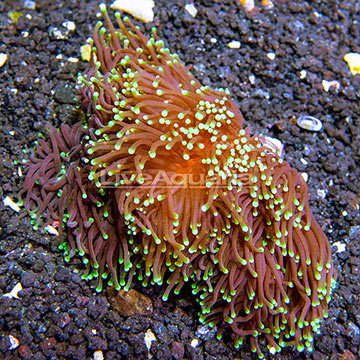 Aussie Torch Coral