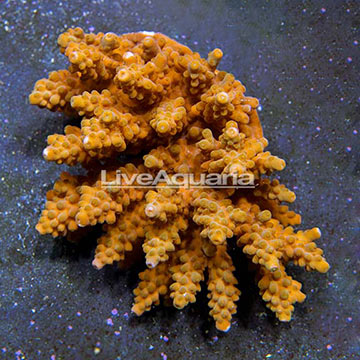 Aussie Bushy Acropora Coral