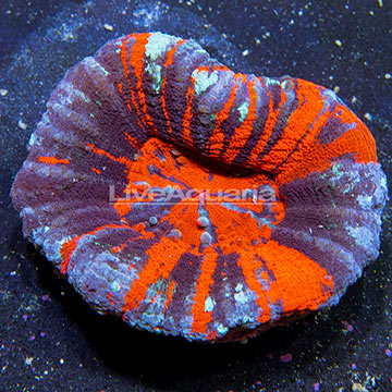 Aussie Scolymia Coral