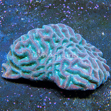 Aussie Lined Brain Coral