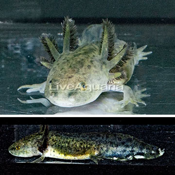 Melanistic Axolotl