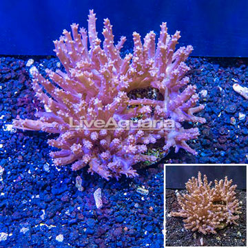 Tree Coral Indonesia