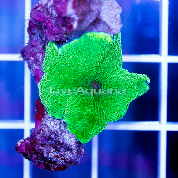 Rhodactis Mushroom Indonesia
