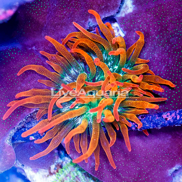 Grade A Rose Bubble Tip Anemone
