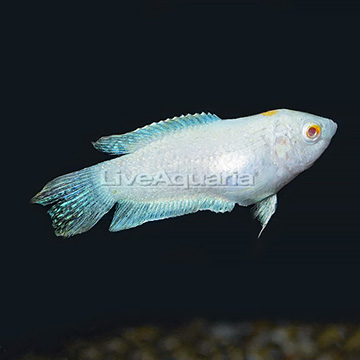 Albino Paradisefish