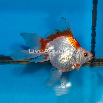 Jin Ryukin Goldfish