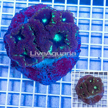 Blastomussa Coral Indonesia
