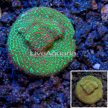 USA Cultured Screamin' Demon Porites Coral