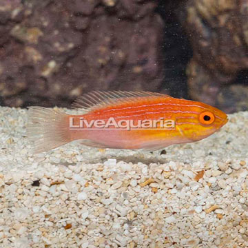 Katoi Fairy Wrasse