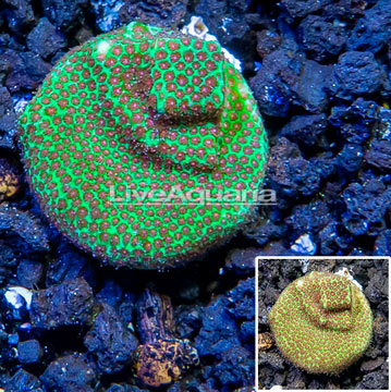 USA Cultured Screamin' Demon Porites Coral