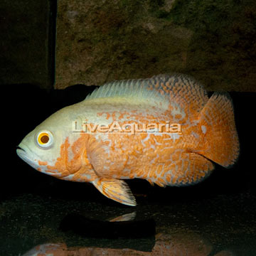 Albino Oscar