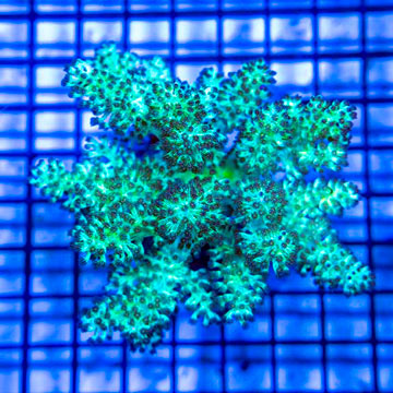 Pineapple Tree Coral Indonesia