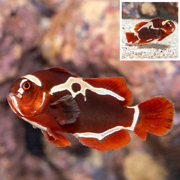 Peacekeeper Clownfish [Blemish]
