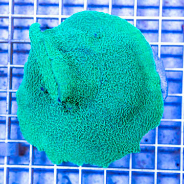 Rhodactis Mushroom Rock Indonesia