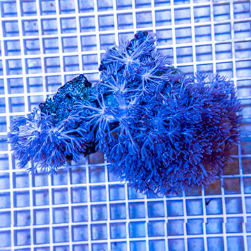 Xenia Coral Vietnam