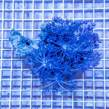 Xenia Coral Vietnam