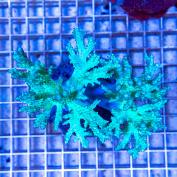 Sinularia Leather Coral Indonesia