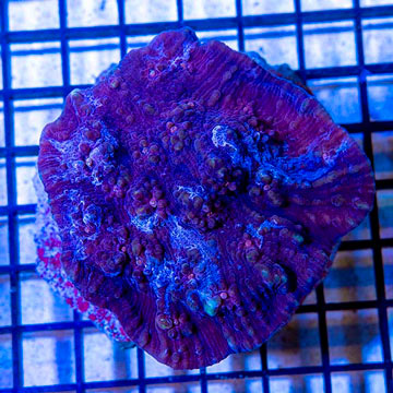 Ultra Chalice Coral Indonesia