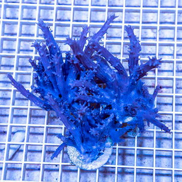 LiveAquaria® Three Pack Cultured Tree Coral