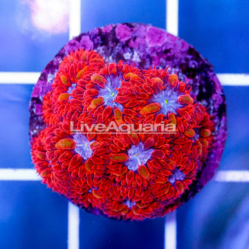 USA Cultured Blastomussa Coral